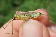 Pseudochorthippus parallelus parallelus