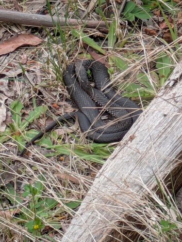 Highlands Copperhead sighting