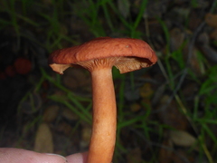 Lactarius rufulus