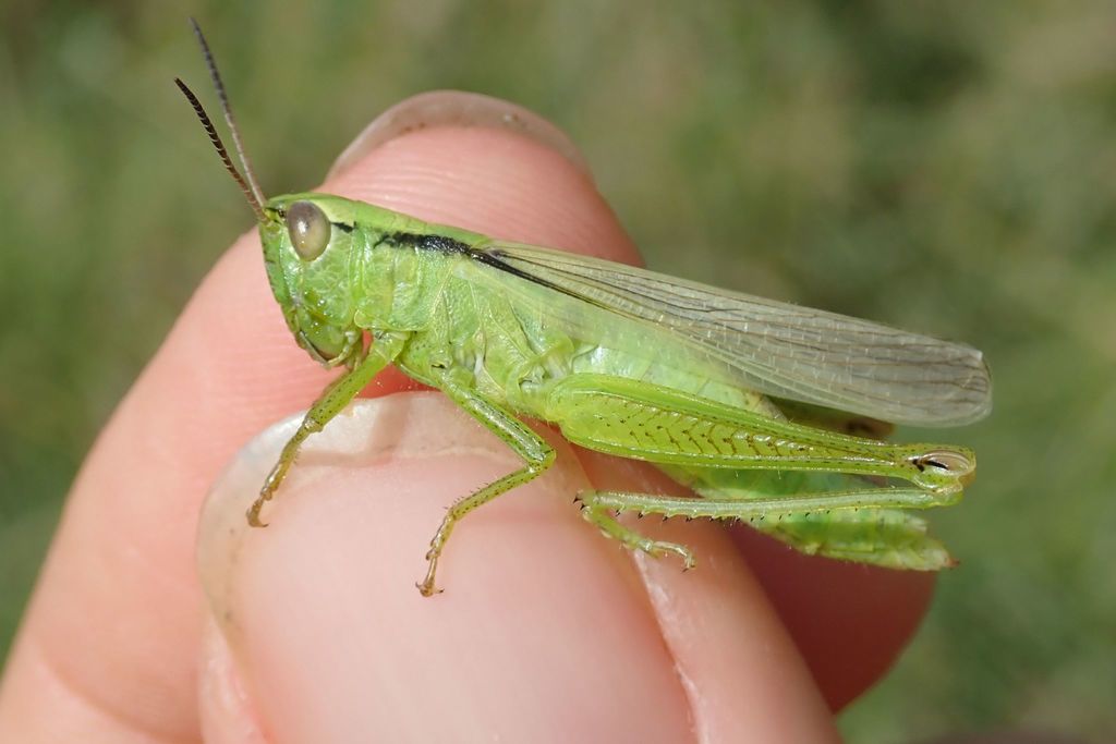 Green Leek Grasshopper