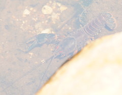 Euastacus valentulus