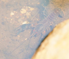 Euastacus valentulus