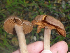 Agaricales