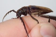 Prosphilus serraticornis