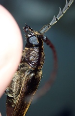 Prosphilus serraticornis