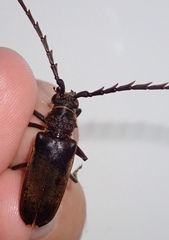 Prosphilus serraticornis
