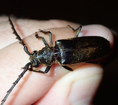 Prosphilus serraticornis