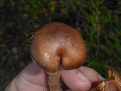 Agaricales