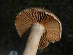 Agaricales