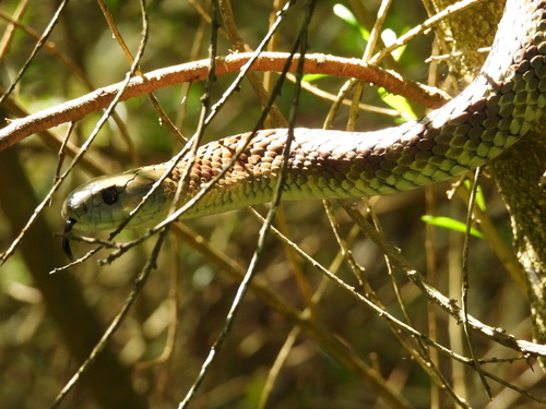 Tiger Snake sighting