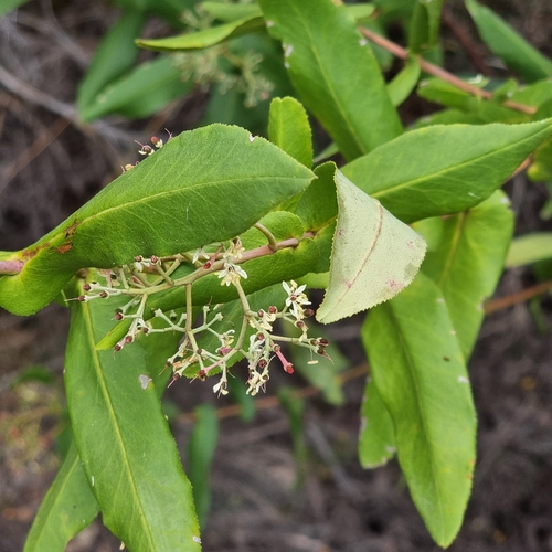 forest phebalium (Leionema ambiens)