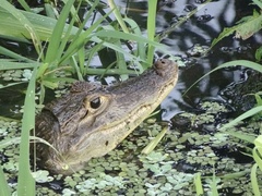 Caiman crocodilus fuscus