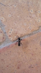 Raglius confusus