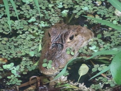 Caiman crocodilus fuscus