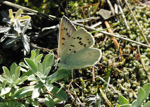 Blue Copper
