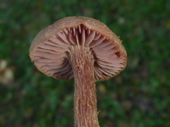 Laccaria amethysteo-occidentalis