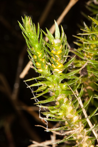 northern firmoss