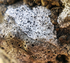 Bagliettoa calciseda