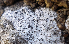 Bagliettoa calciseda