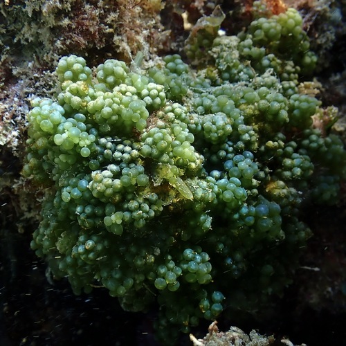 Caulerpa racemosa observed 2025-10-23