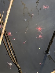 Barringtonia acutangula