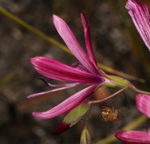 Geissorhiza burchellii