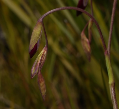 Geissorhiza burchellii