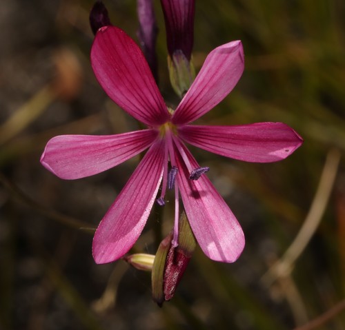 Geissorhiza burchellii