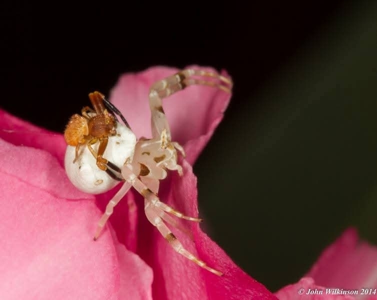 Two-spotted Flower Crab Spider