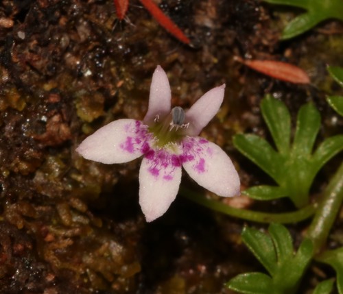 Image of Lobelia muscoides by (c) Brian du Preez, some rights reserved (CC BY-SA)