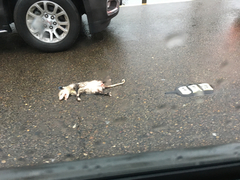 Didelphis virginiana