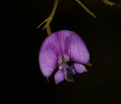 Psoralea trullata