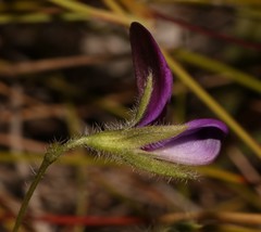 Psoralea monophylla