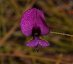 Psoralea monophylla