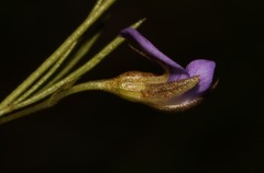 Psoralea trullata