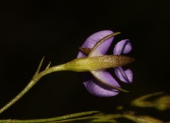 Psoralea trullata