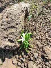 Ornithogalum lanceolatum
