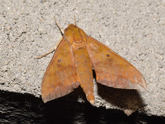 Rhagastis olivacea