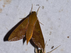 Rhagastis olivacea