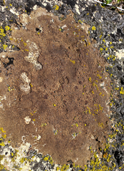 Acarospora badiofusca