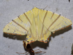 Ourapteryx sciticaudaria