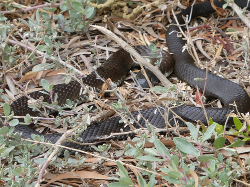 Tiger Snake sighting