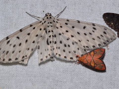 Antipercnia belluaria