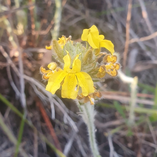 Goodenia glomerata, 2025-10-24