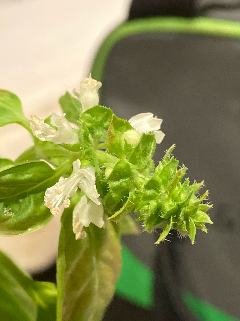 Ocimum basilicum