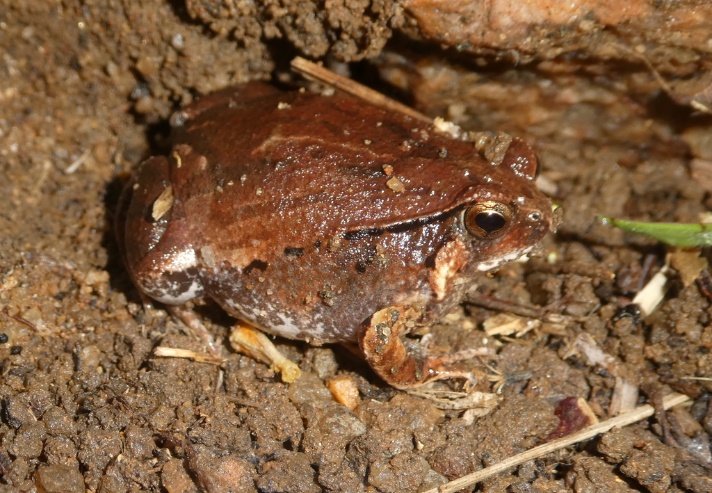Mocquard's Rain Frog