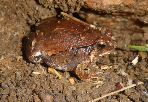 Moquard's Burrowing Frog