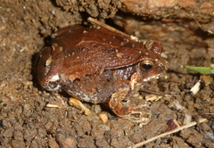 Scaphiophryne