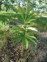 Cyphostemma princeae