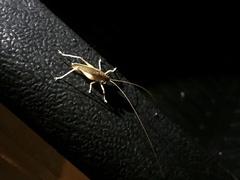 Thamnobates subfalcata